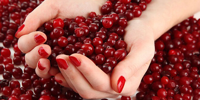 Сочные новости o клюкве